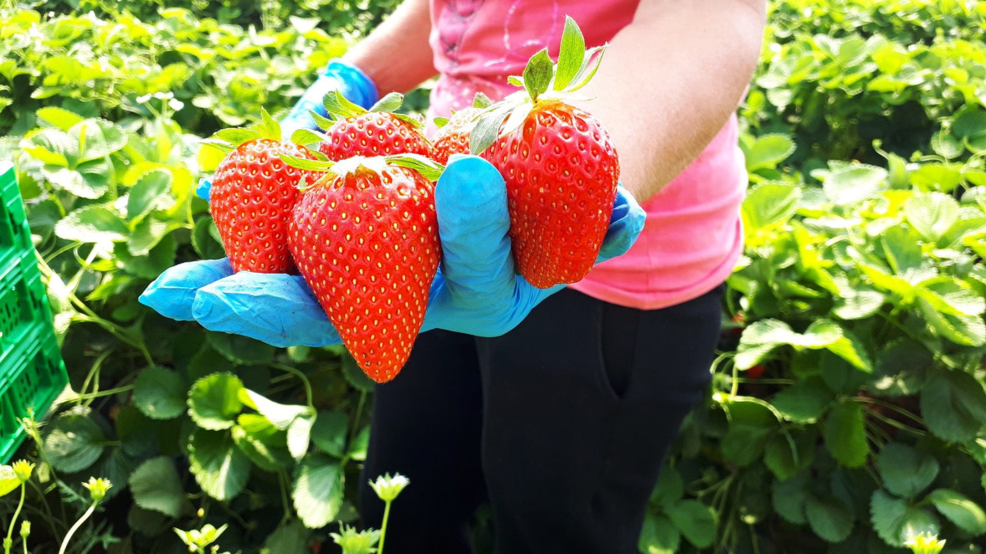 giornata alimentazione, ripartiamo dalla cura del campi