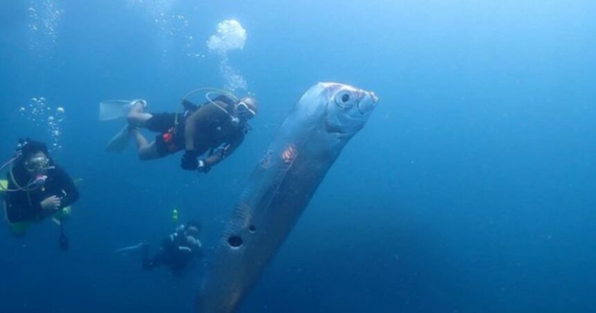 Pesce Remo emerge dagli abissi