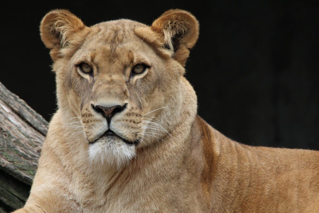 leone leonessa