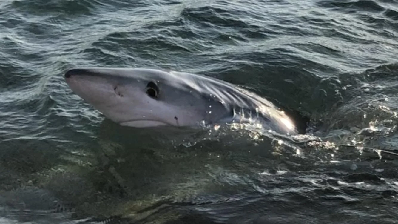 Australia, 17enne muore dopo un attacco di uno squalo: attaccata a 100 metri dalla riva