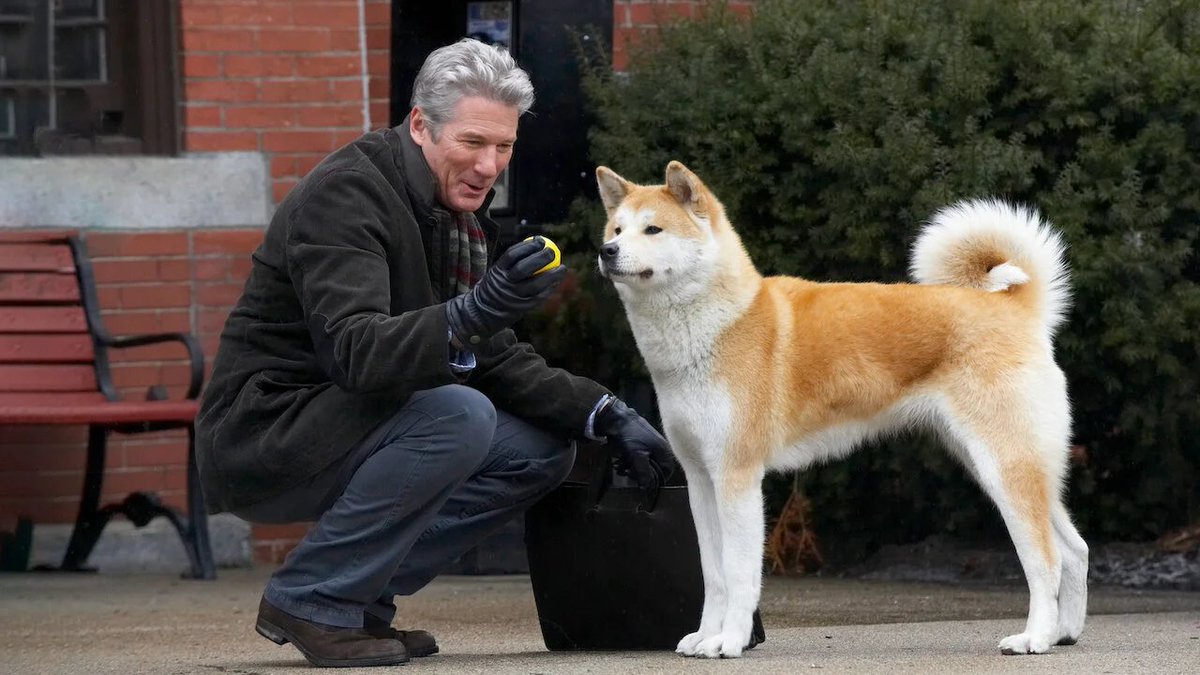 hachiko, cane