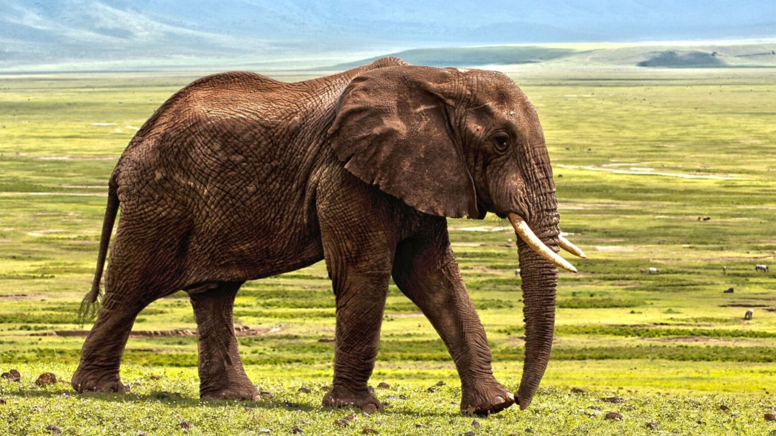 Zambia, elefante selvatico uccide 80enne americana