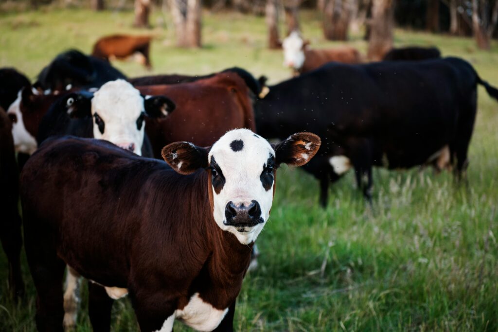 Danimarca: nuova tassa su mucche e maiali per affrontare il cambiamento climatico