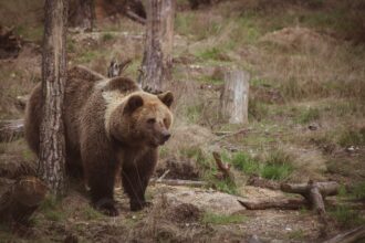 Maggioranza bulgara contro la convivenza uomo-orso in Trentino