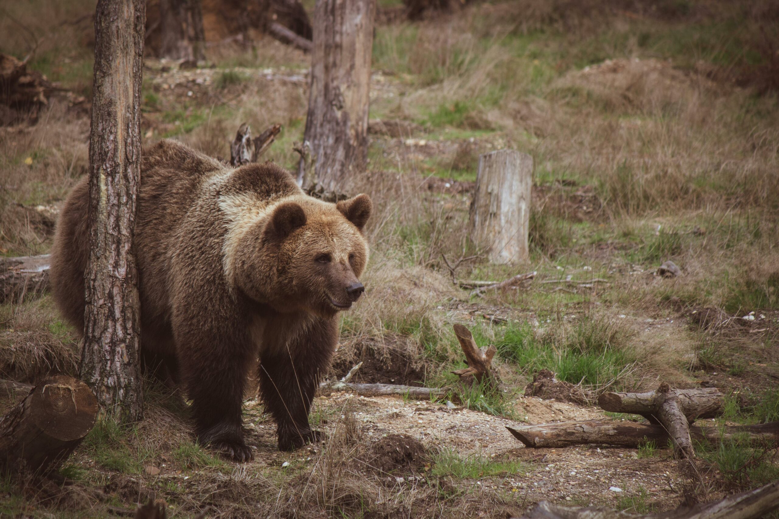 Maggioranza bulgara contro la convivenza uomo-orso in Trentino