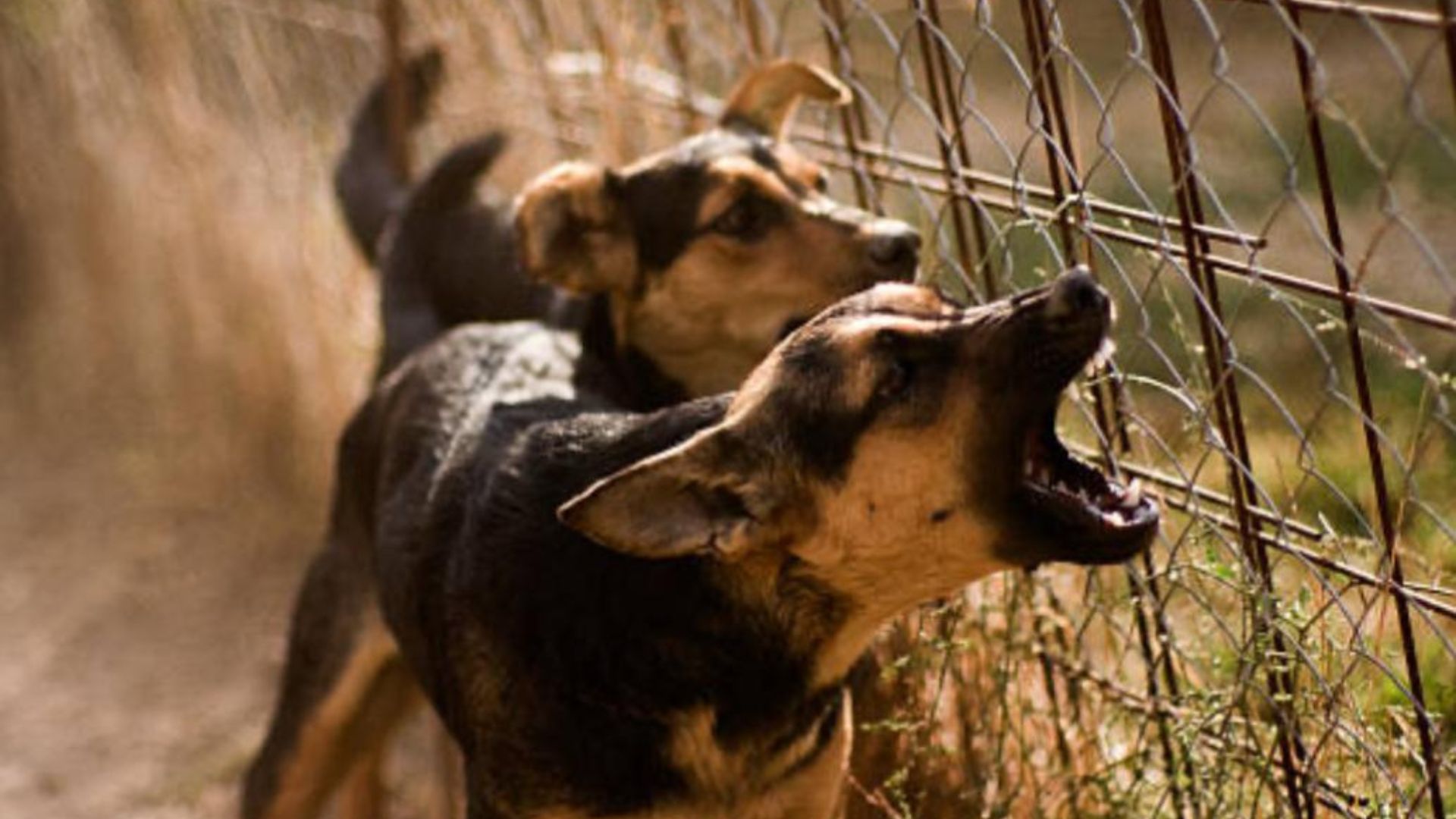 Latina, donna uccisa sbranata da branco di cani