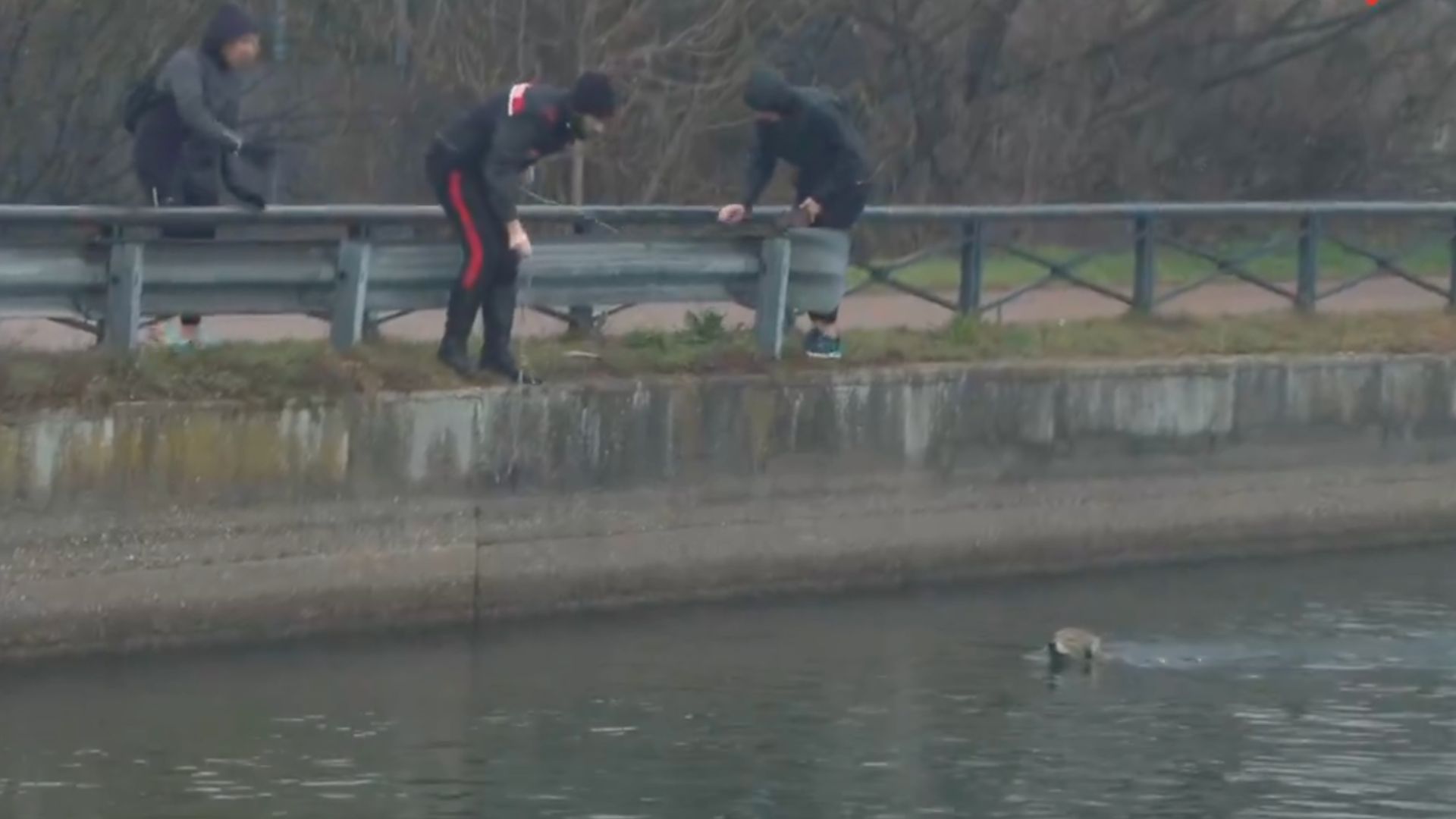 Milano, lupo finisce nel Naviglio Grande: salvato dai vigili del fuoco